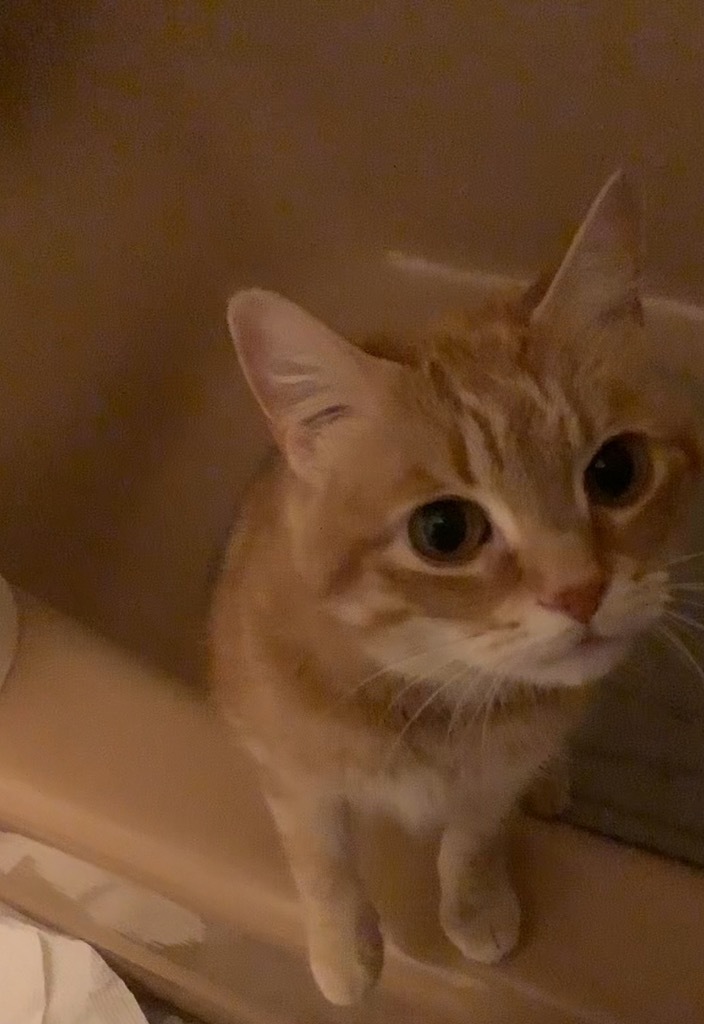 Muffin
