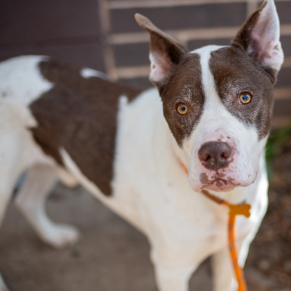 Dog for adoption - Walter, a Mixed Breed in Chamblee, GA | Petfinder