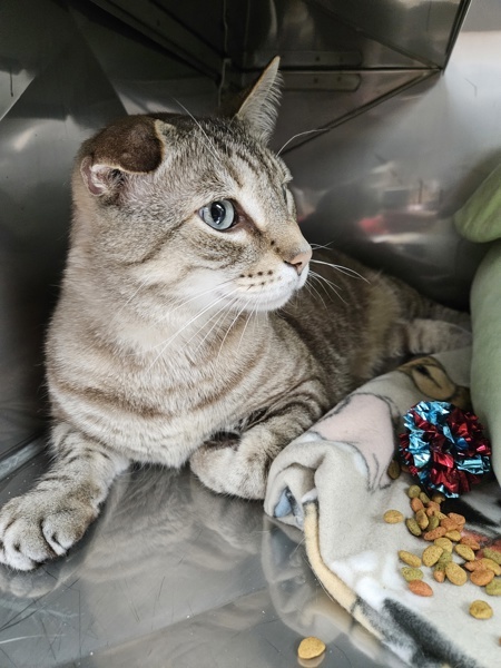 Gato