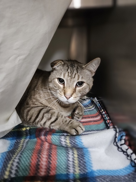 Gato