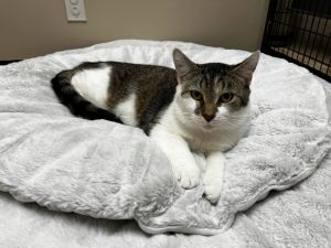 Jelly, Adult Male Domestic Short Hair
