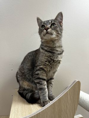 Peanut Butter, Young Female unknown