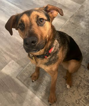 Please contact ADOPTION adoptdoggieharmonyorg for more information about this petWhat makes Rox