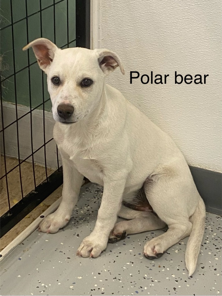Polar Bear