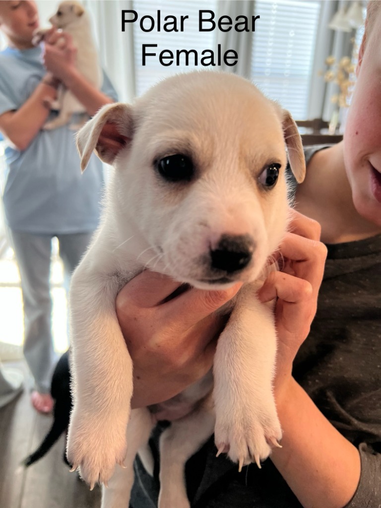 Polar Bear, an adoptable Mixed Breed in Heber City, UT, 84032 | Photo Image 2