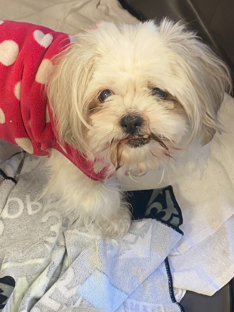 Ellie, an adoptable Shih Tzu in Heber City, UT, 84032 | Photo Image 1