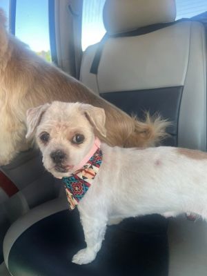 Ellie, Senior Female Shih Tzu