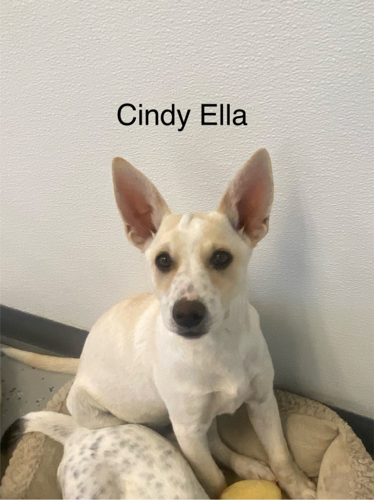 Cindy Ella