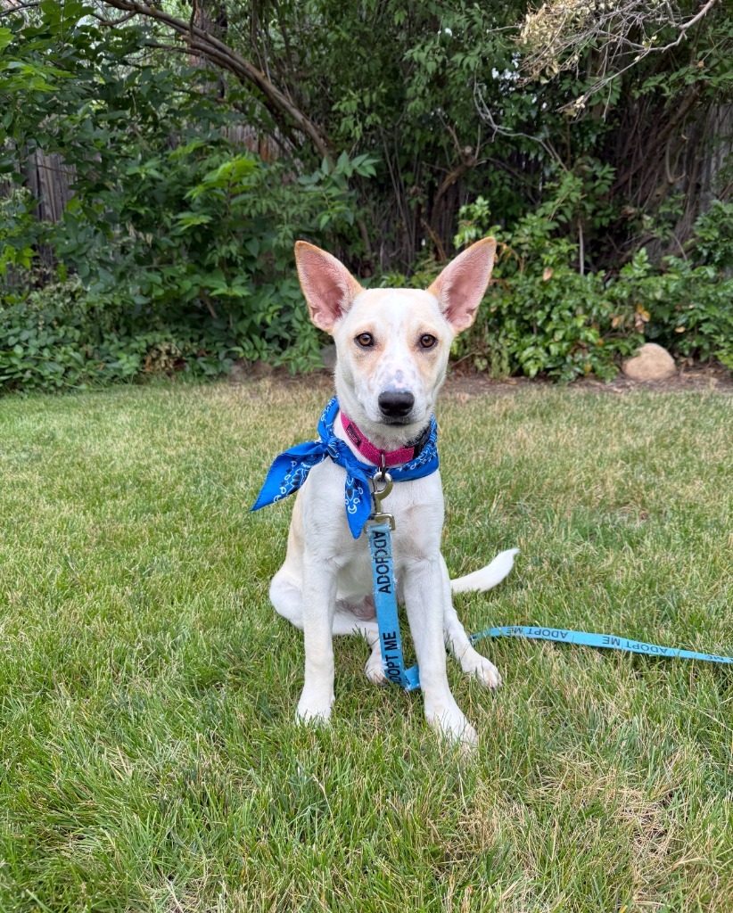 Cindy Ella, an adoptable Mixed Breed in Heber City, UT, 84032 | Photo Image 1