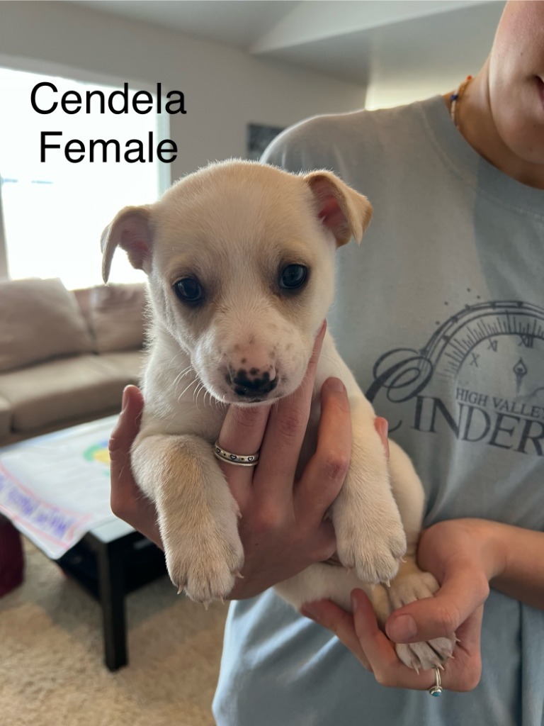 Cindy Ella