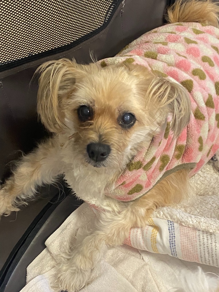 Zoey, an adoptable Lhasa Apso, Terrier in Heber City, UT, 84032 | Photo Image 1