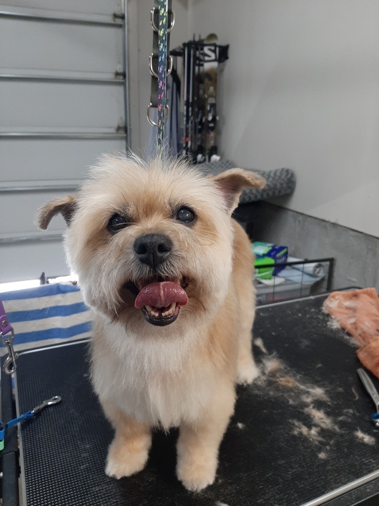 Zoey, an adoptable Lhasa Apso, Terrier in Heber City, UT, 84032 | Photo Image 1