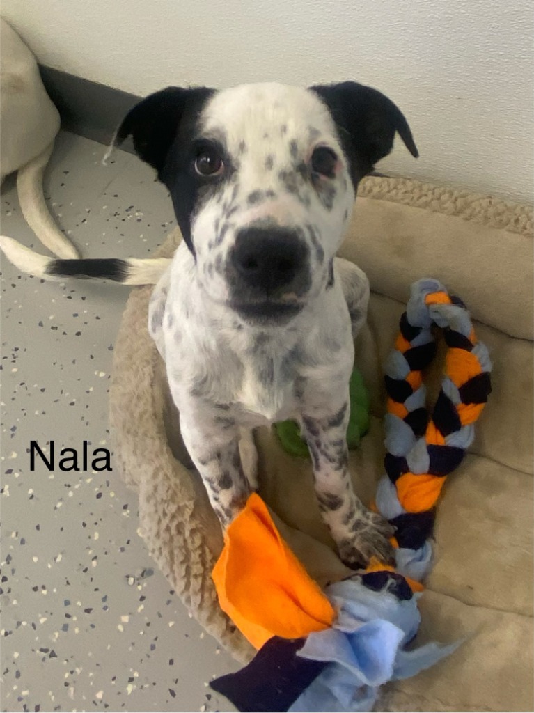 Nala