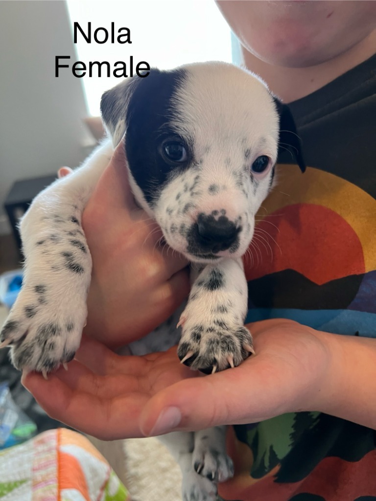 Nala