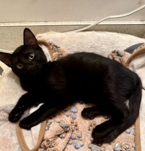 Zane, Baby Male Domestic Short Hair