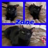Zane photo 2