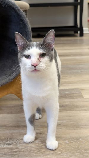 Miles, Adult Male Domestic Short Hair
