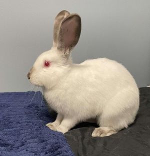 Say hello to Bramble This sweet bunny came to Murcis Mussion from their partners at SCRAPS She is