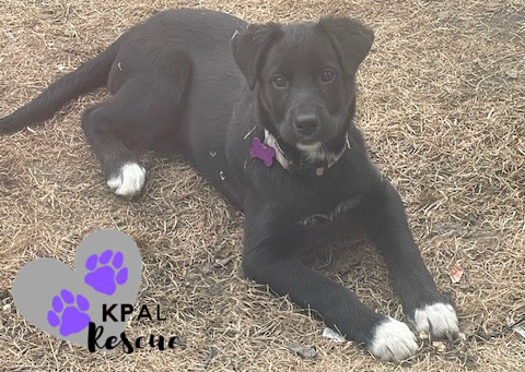 Virginia - States Litter, an adoptable Mixed Breed in Kenai, AK, 99611 | Photo Image 1