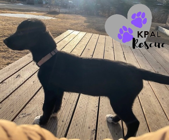Virginia - States Litter, an adoptable Mixed Breed in Kenai, AK, 99611 | Photo Image 2