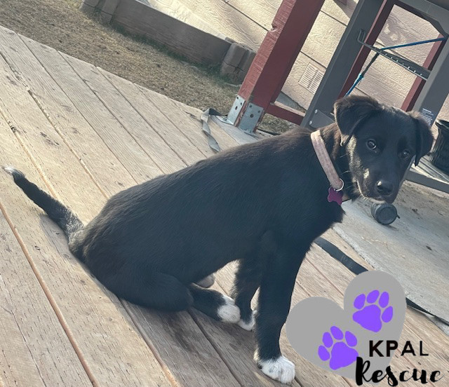 Virginia - States Litter, an adoptable Mixed Breed in Kenai, AK, 99611 | Photo Image 3