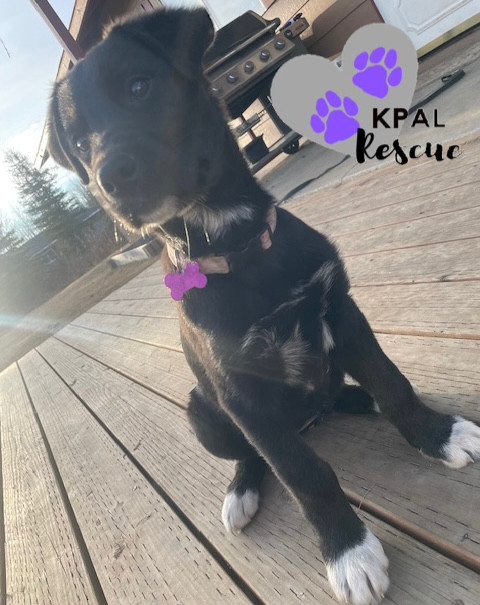 Virginia - States Litter, an adoptable Mixed Breed in Kenai, AK, 99611 | Photo Image 4