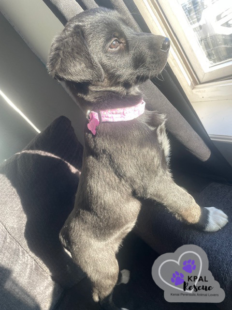 Virginia - States Litter, an adoptable Mixed Breed in Kenai, AK, 99611 | Photo Image 6