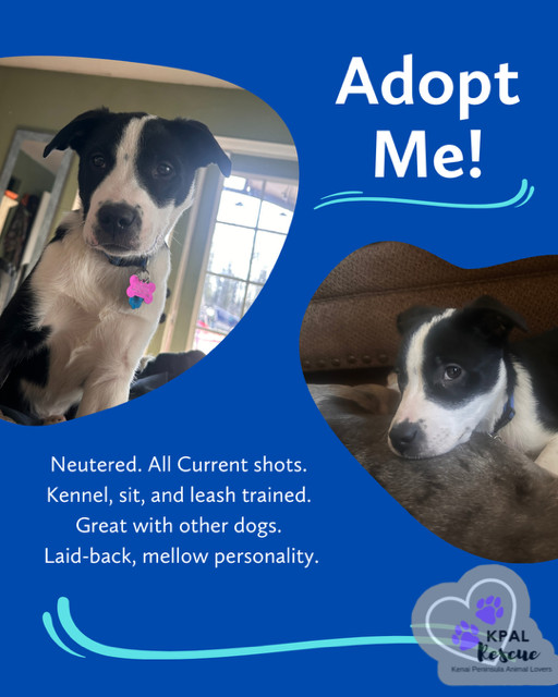 Dog for adoption Bluster Stormy Lake Litter a Mixed Breed in Kenai Dog for adoption Bluster Stormy Lake Litter a Mixed Breed in Kenai