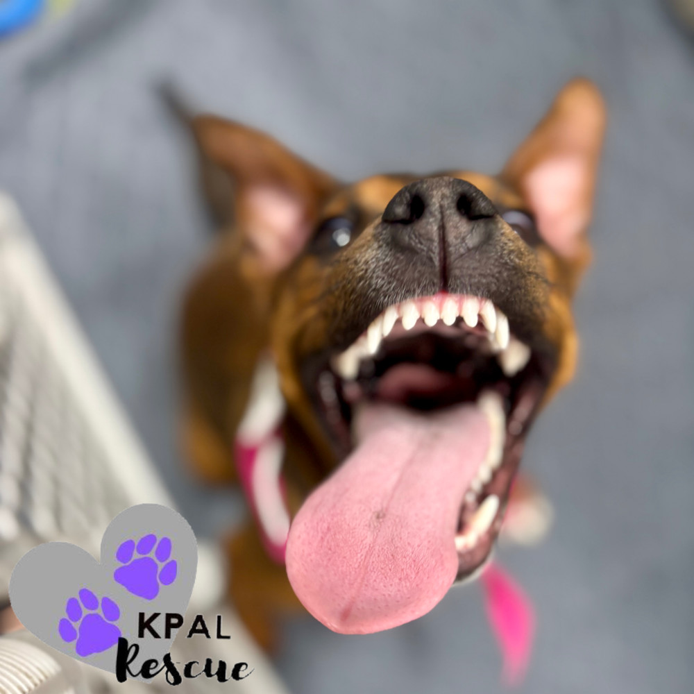 Windy - Stormy Lake Litter, an adoptable Mixed Breed in Kenai, AK, 99611 | Photo Image 1