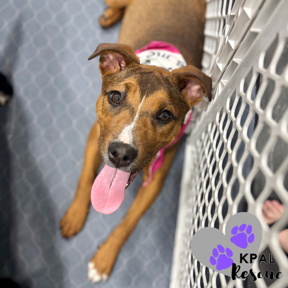 Windy - Stormy Lake Litter, an adoptable Mixed Breed in Kenai, AK, 99611 | Photo Image 2