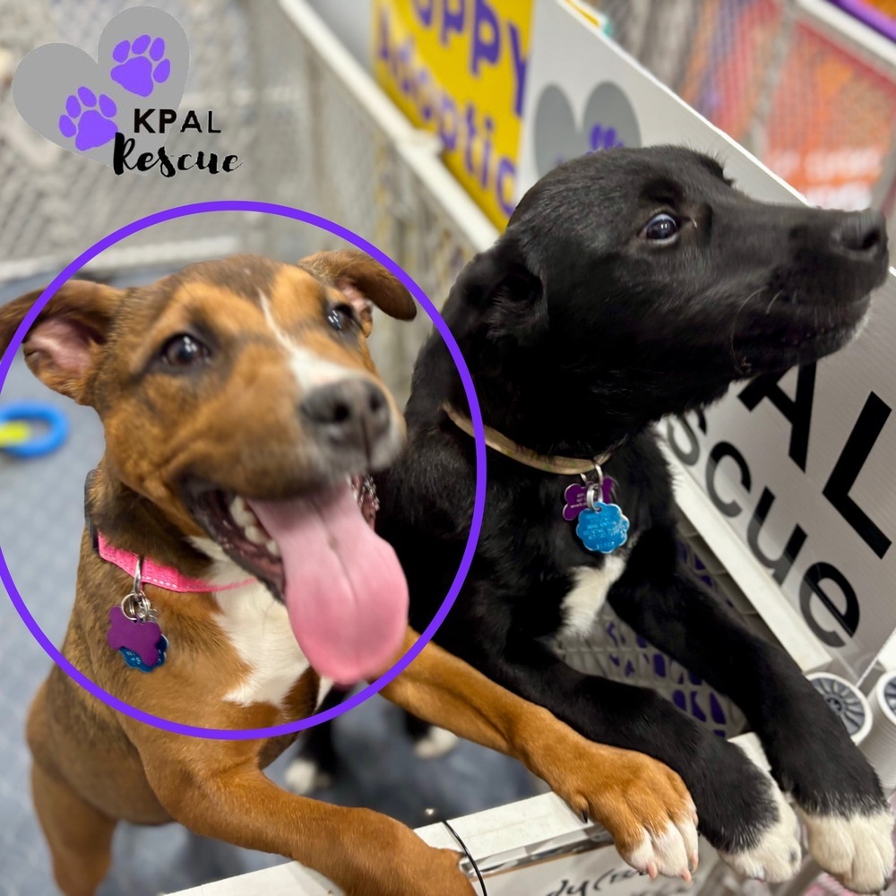 Windy - Stormy Lake Litter, an adoptable Mixed Breed in Kenai, AK, 99611 | Photo Image 3