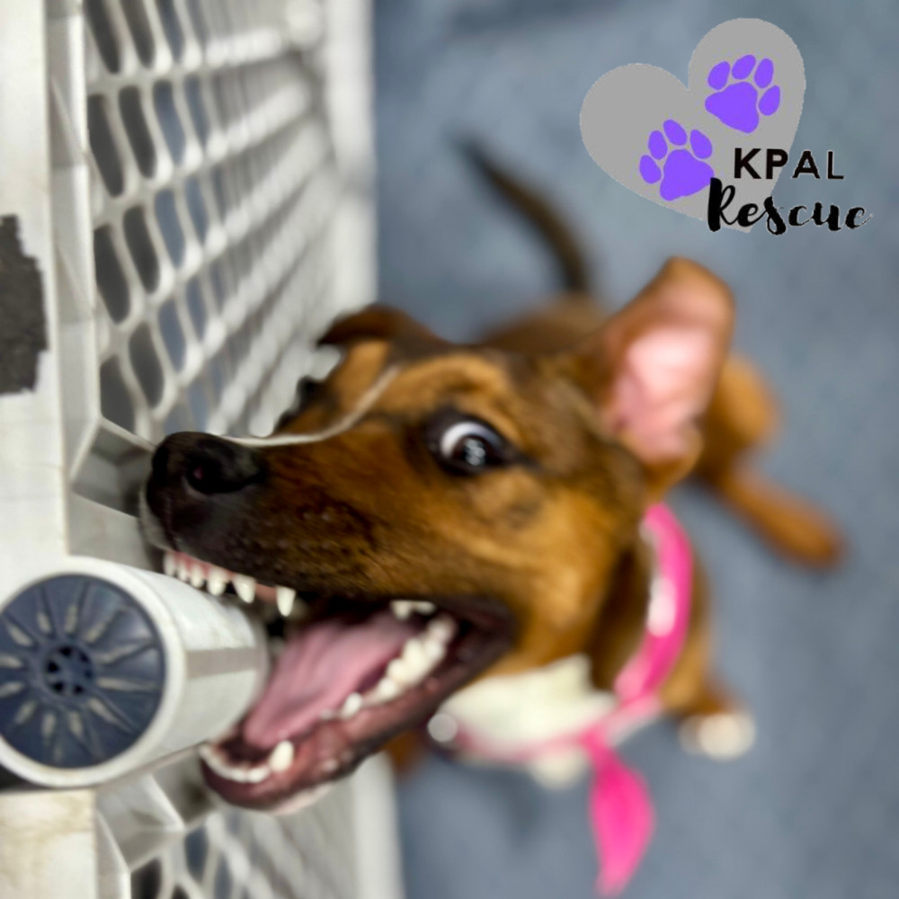 Windy - Stormy Lake Litter, an adoptable Mixed Breed in Kenai, AK, 99611 | Photo Image 4