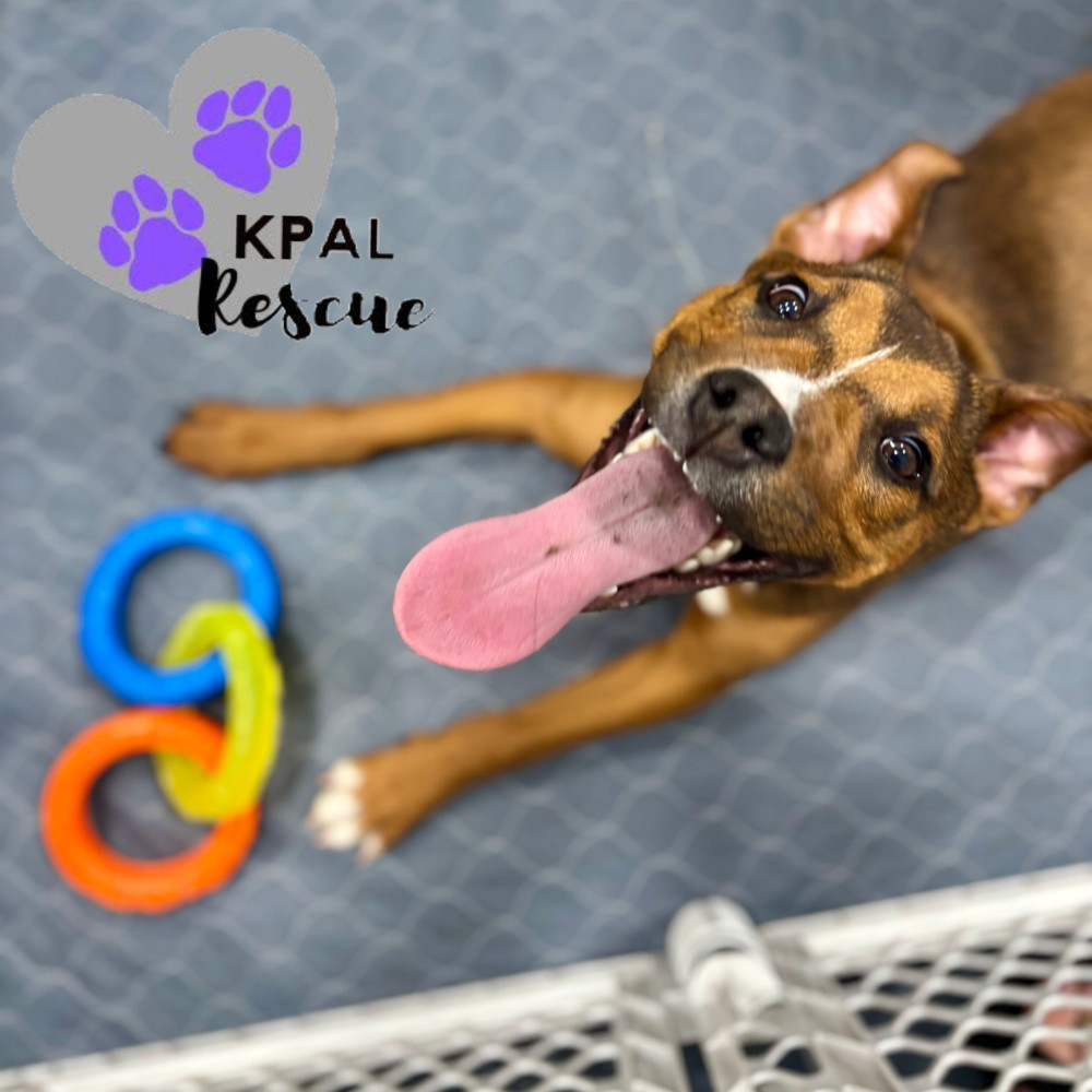 Windy - Stormy Lake Litter, an adoptable Mixed Breed in Kenai, AK, 99611 | Photo Image 5