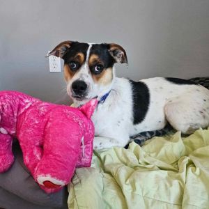 Boone, Adult Male Hound