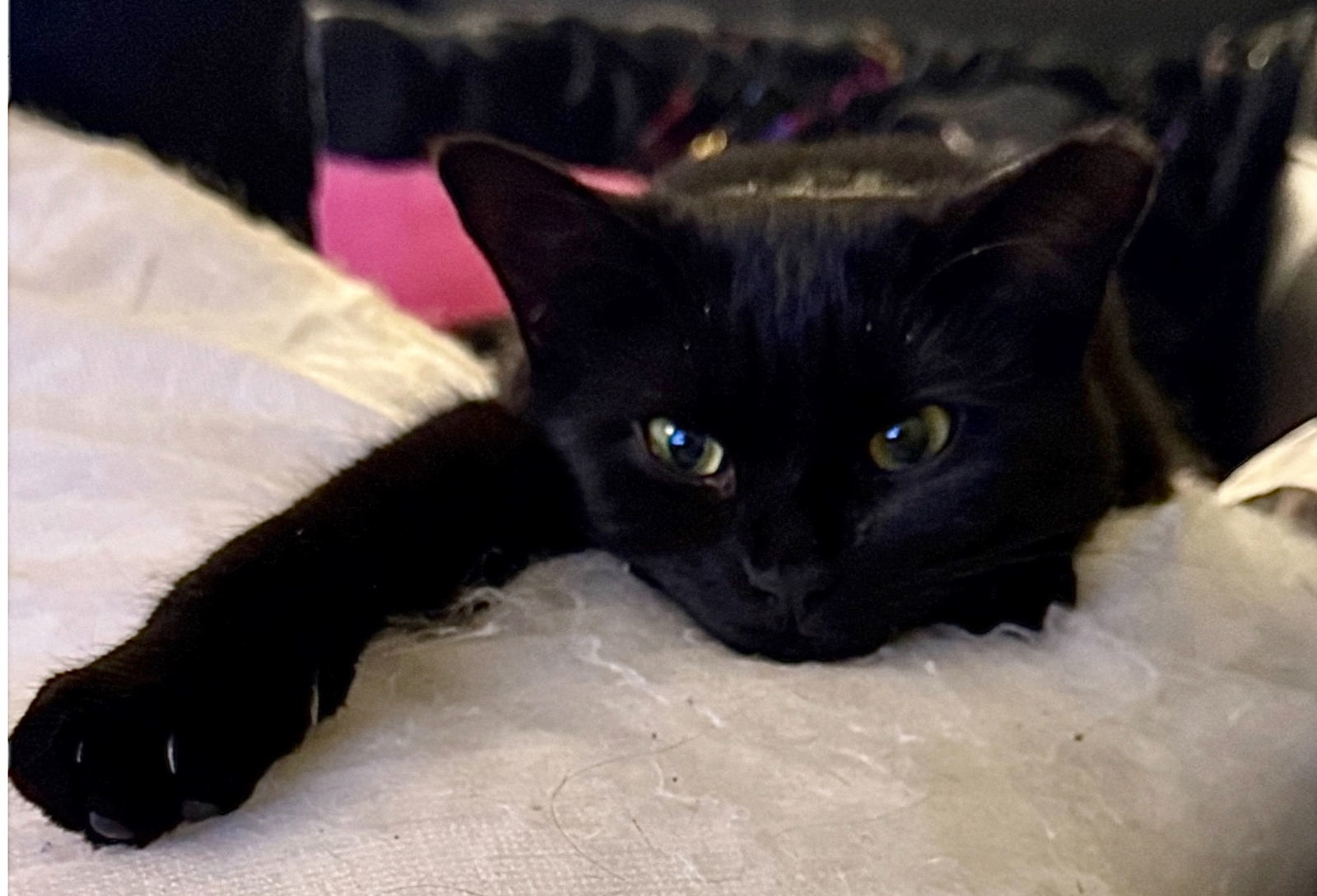 Cat for adoption - Akira, a Domestic Short Hair in Walled Lake, MI ...