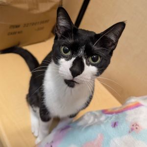 Birdie, Adult Male Domestic Short Hair