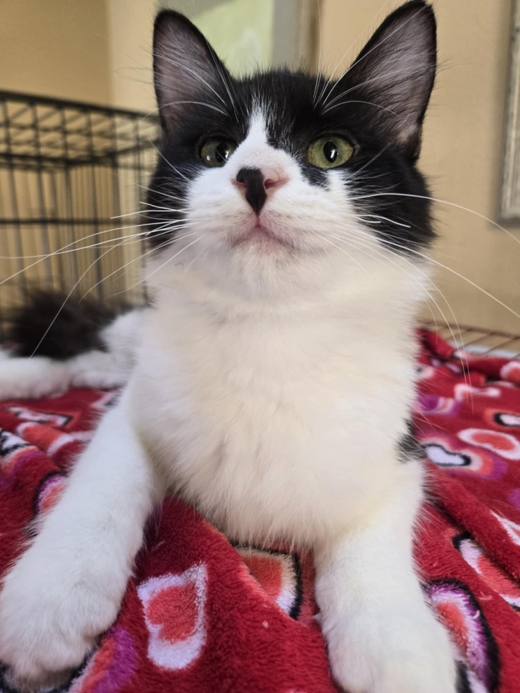 Suzette, an adoptable Domestic Medium Hair in Salinas, CA, 93905 | Photo Image 1