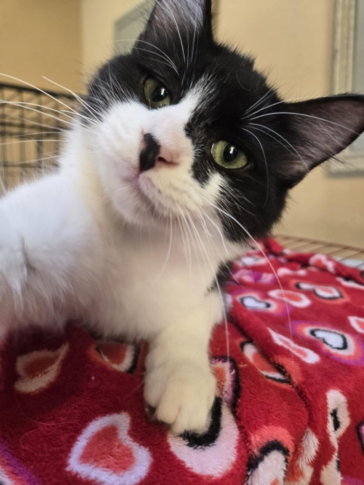 Suzette, an adoptable Domestic Medium Hair in Salinas, CA, 93905 | Photo Image 2