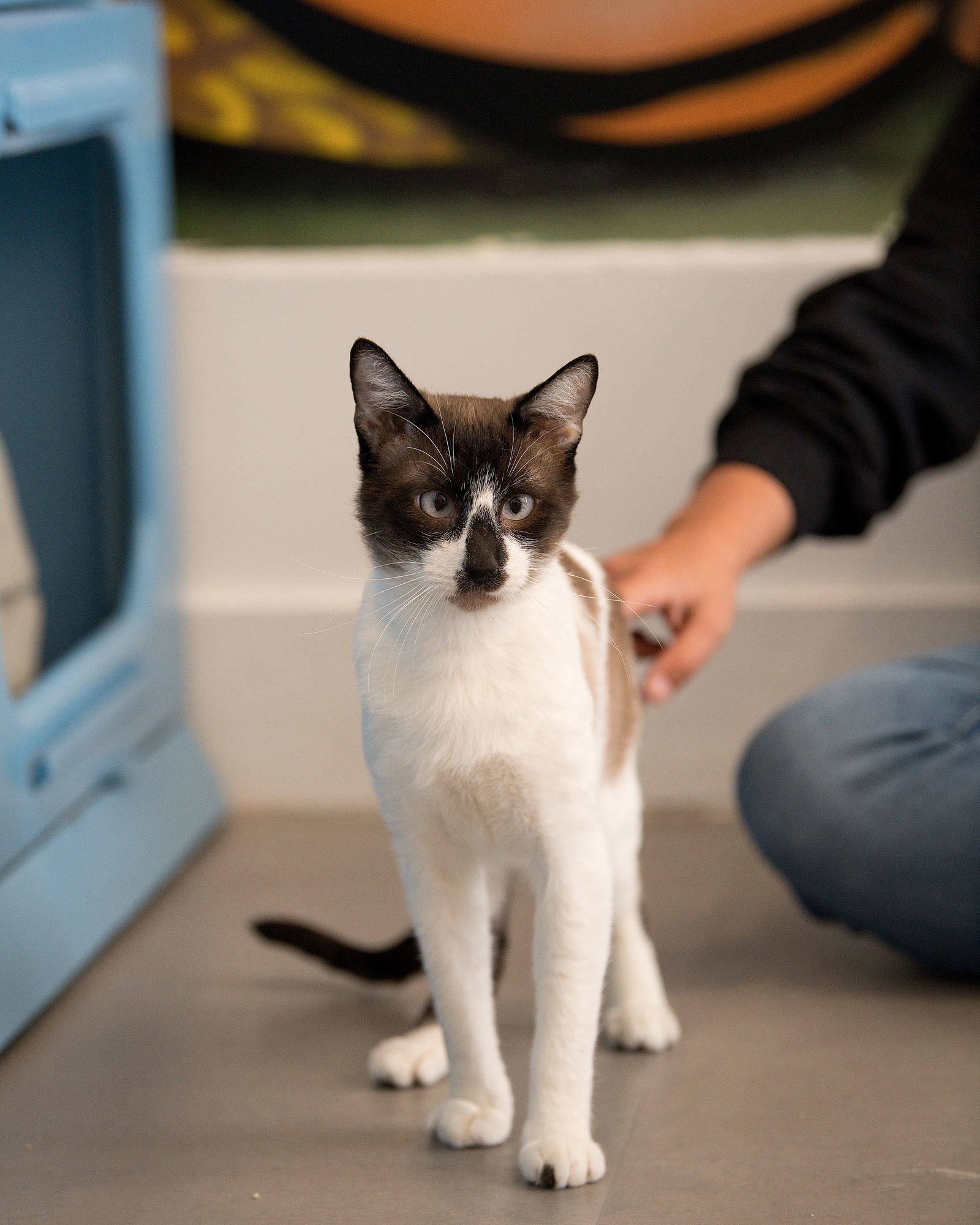 Tenzing, an adoptable Domestic Short Hair, Snowshoe in Oakland, CA, 94619 | Photo Image 1