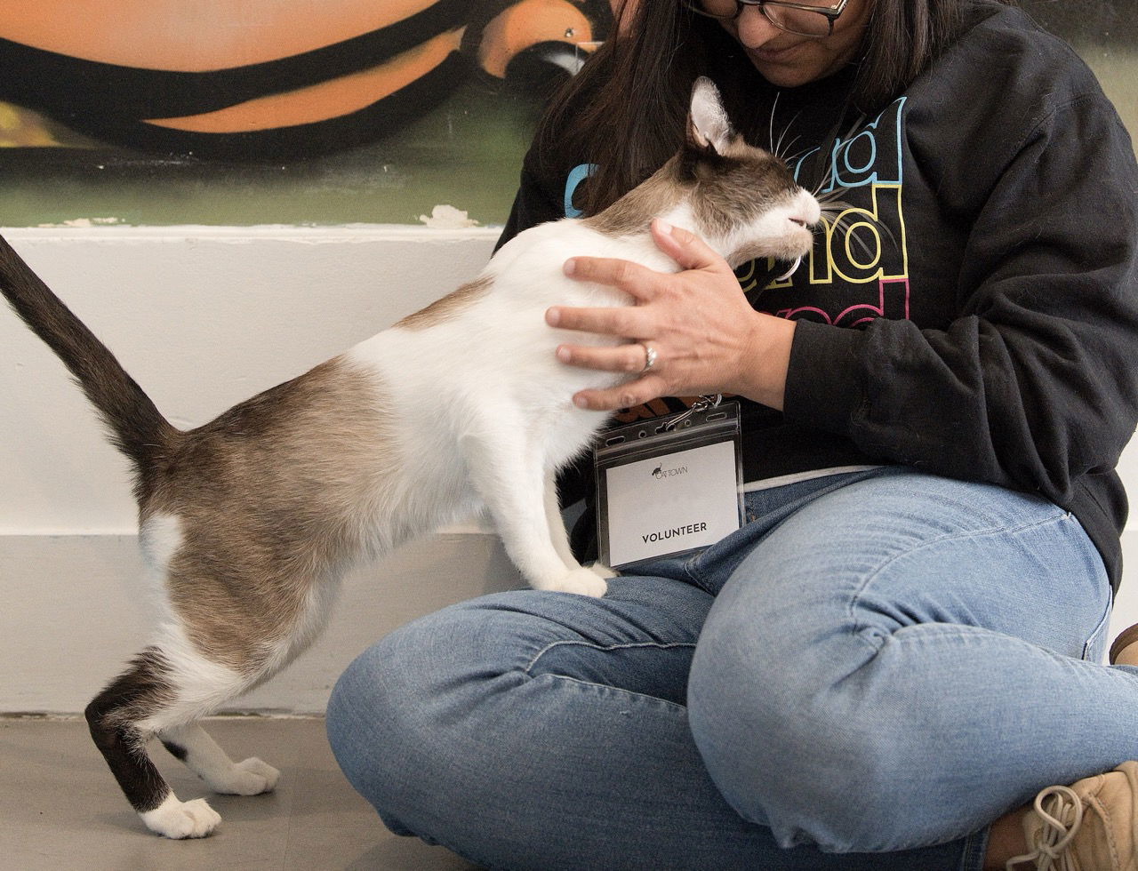 Tenzing, an adoptable Domestic Short Hair, Snowshoe in Oakland, CA, 94619 | Photo Image 2
