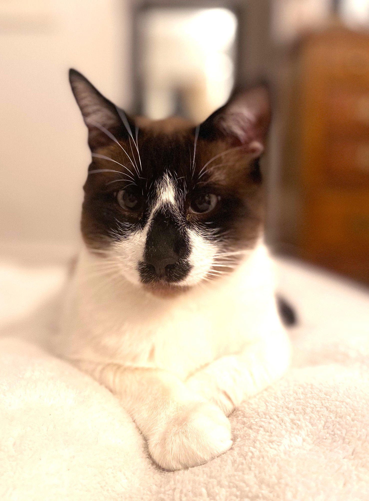 Pedro Pawscal, an adoptable Domestic Short Hair, Snowshoe in Oakland, CA, 94619 | Photo Image 2
