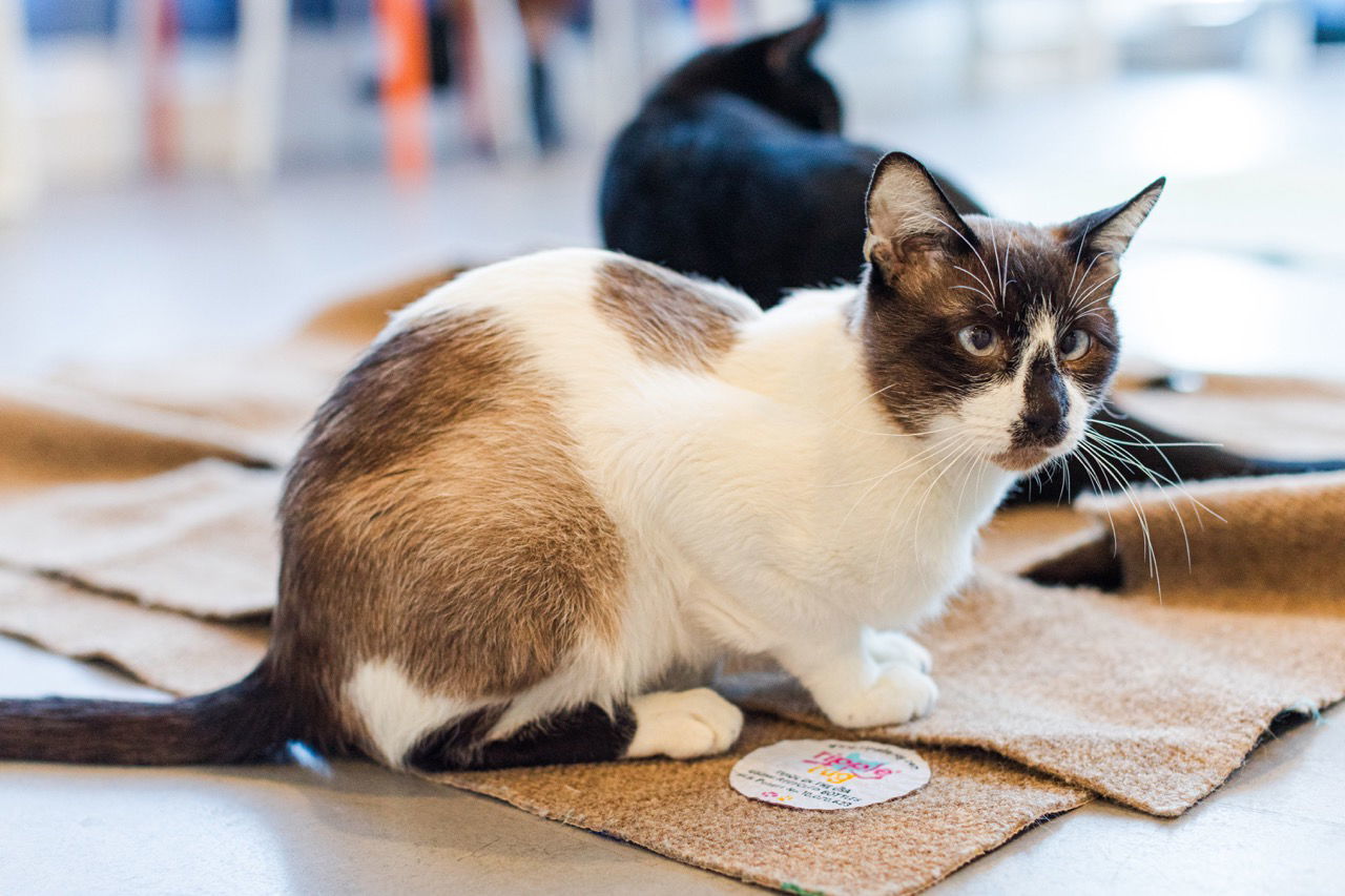 Tenzing, an adoptable Domestic Short Hair, Snowshoe in Oakland, CA, 94619 | Photo Image 3
