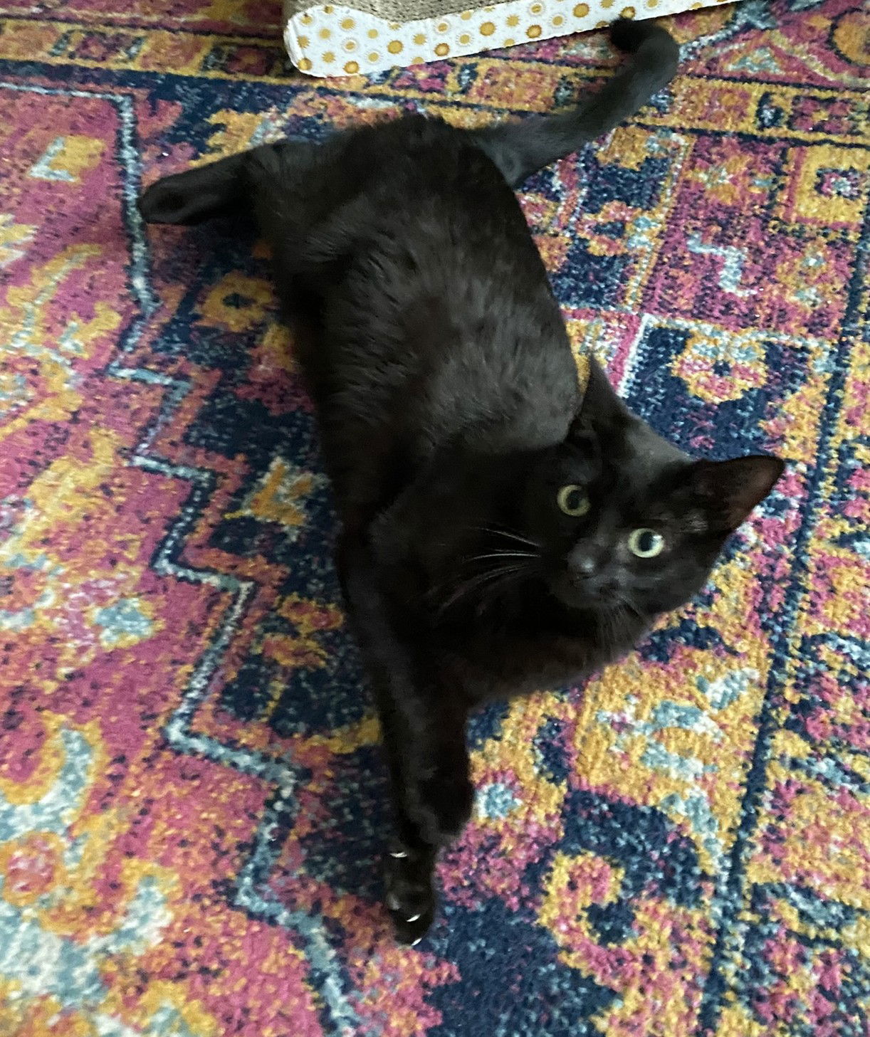 Morrell (bonded with Brielle)