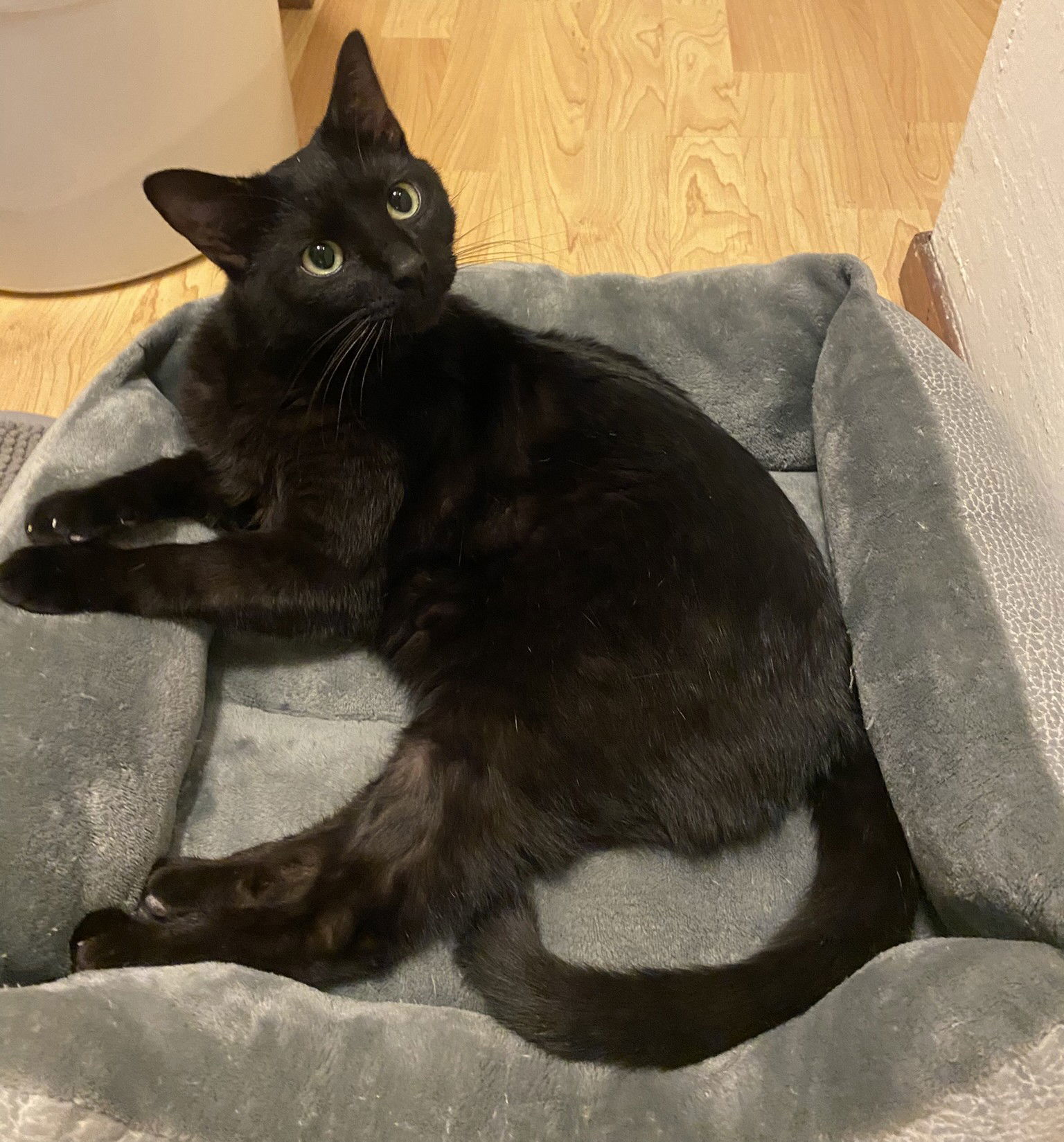 Morrell (bonded with Brielle)