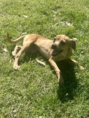 Willow, Baby Female Chihuahua