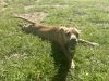 Willow photo 3