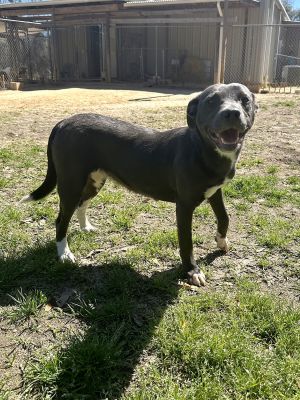 Patches, Baby Female Mixed Breed