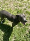 Patches photo 3