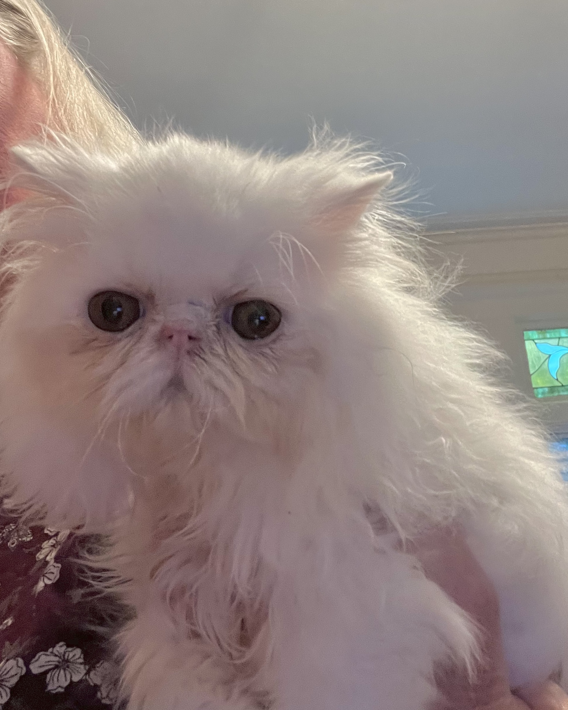 Duke *Must Have Persian Experience*, an adoptable Persian in San Francisco, CA, 94117 | Photo Image 4