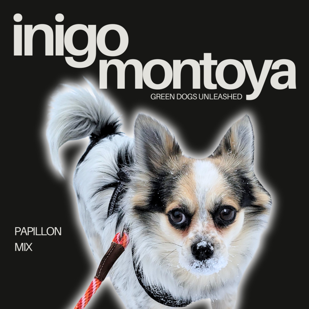 Inigo Montoya, an adoptable Papillon in Troy, VA, 22974 | Photo Image 1